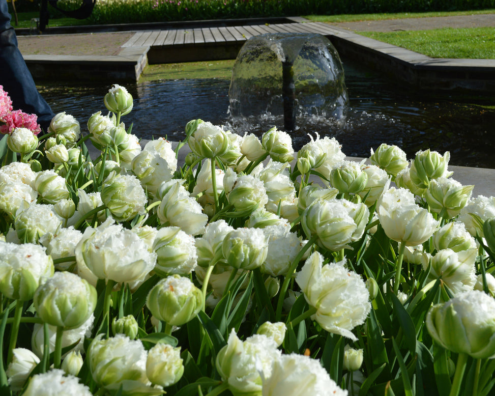 Flower BulbsSnow Crystal™ Bulbs UK - 4