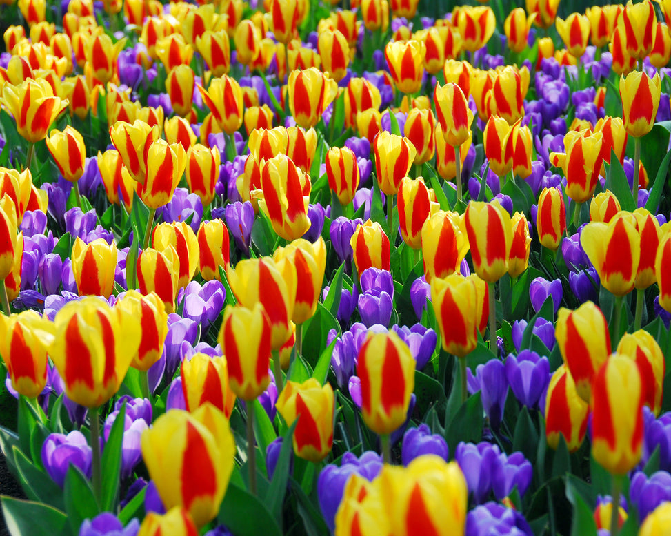 Flower BulbsStresa Bulbs UK - 10