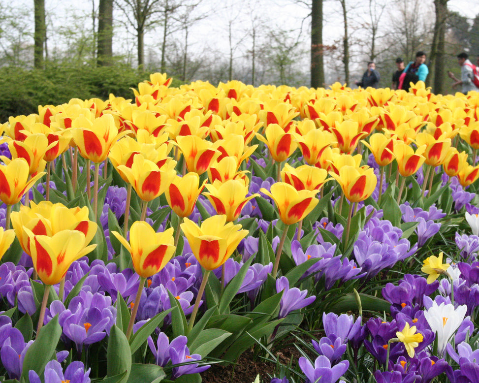 Flower BulbsStresa Bulbs UK - 2