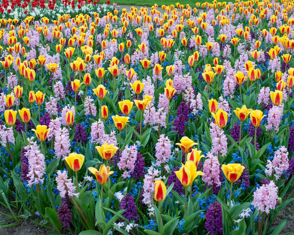 Flower BulbsStresa Bulbs UK - 4