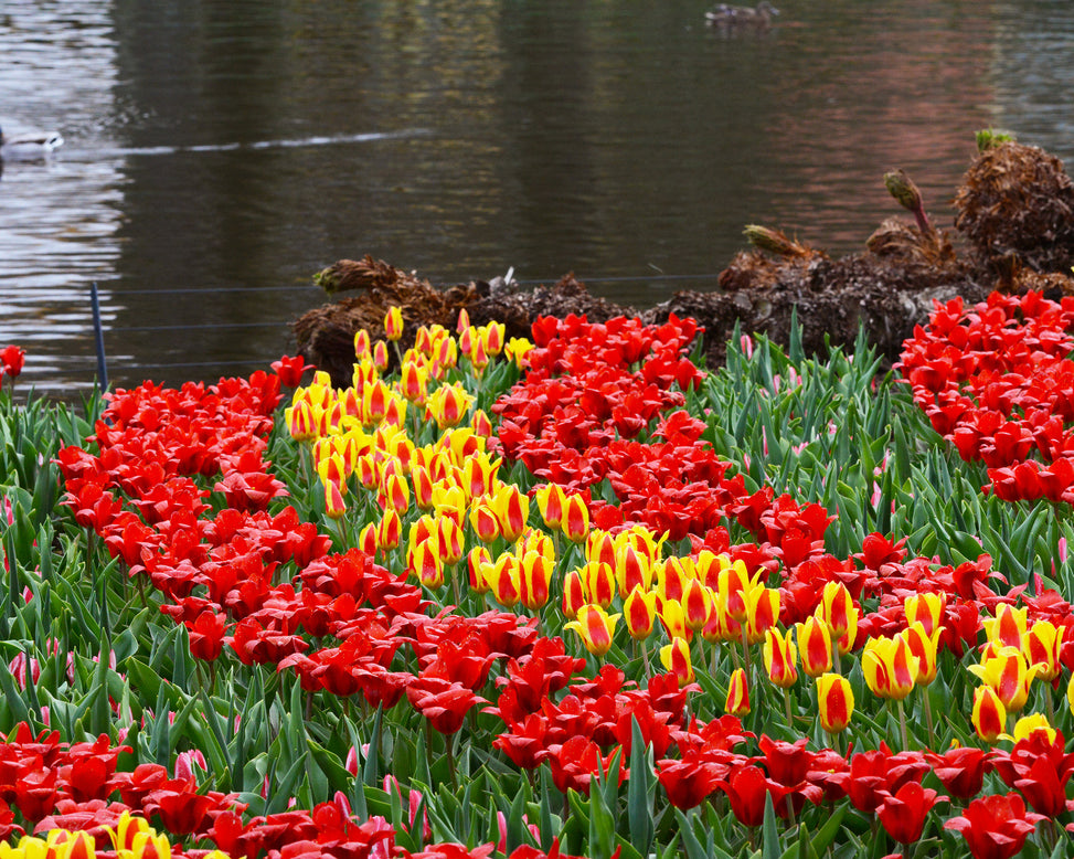 Flower BulbsStresa Bulbs UK - 6