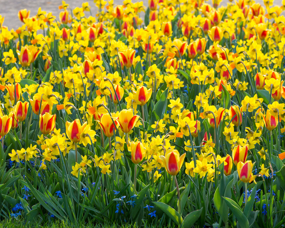 Flower BulbsStresa Bulbs UK - 8