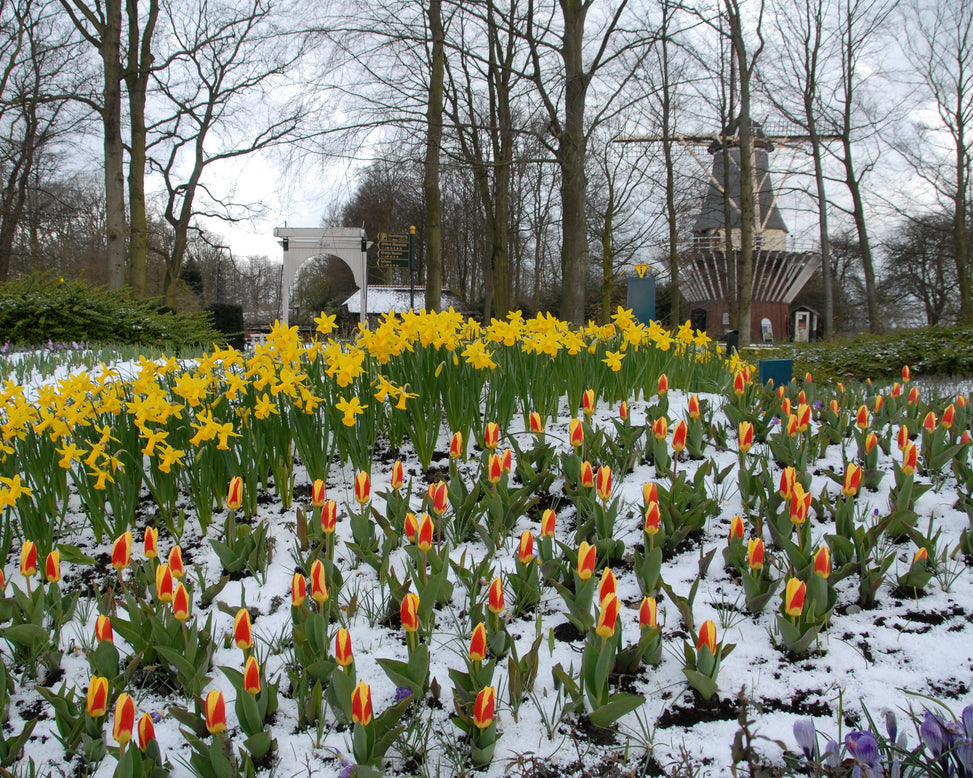 Flower BulbsStresa Bulbs UK - 3