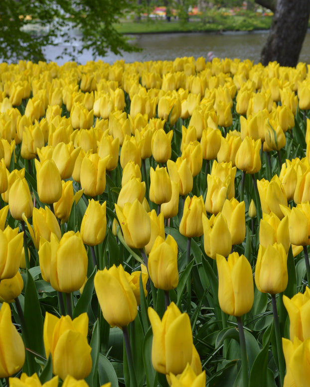 Flower BulbsStrong Gold Bulbs UK - 1