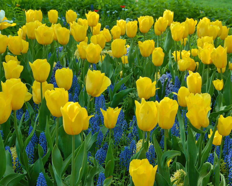 Flower BulbsStrong Gold Bulbs UK - 7