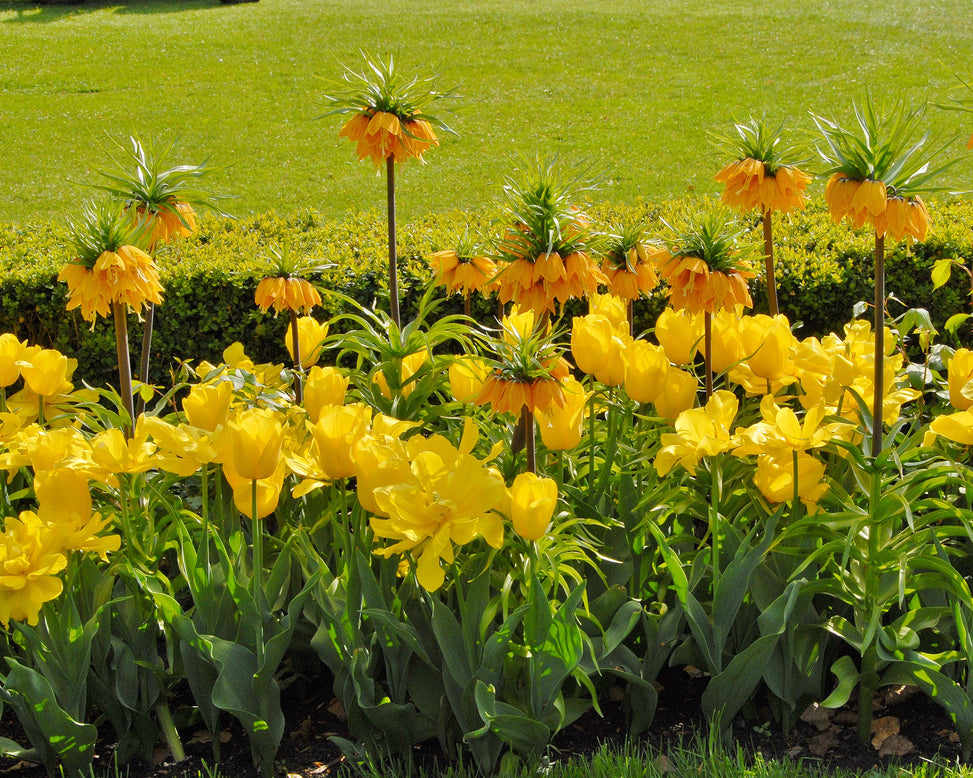 Flower BulbsStrong Gold Bulbs UK - 6