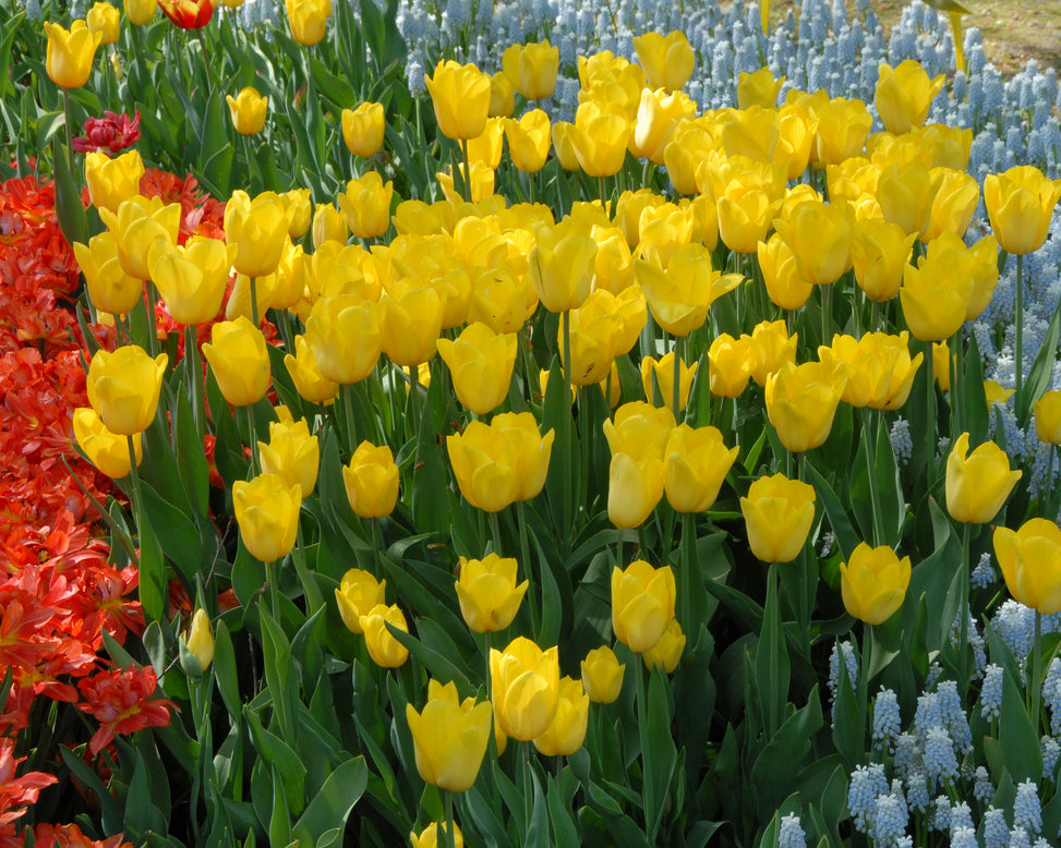 Flower BulbsStrong Gold Bulbs UK - 4