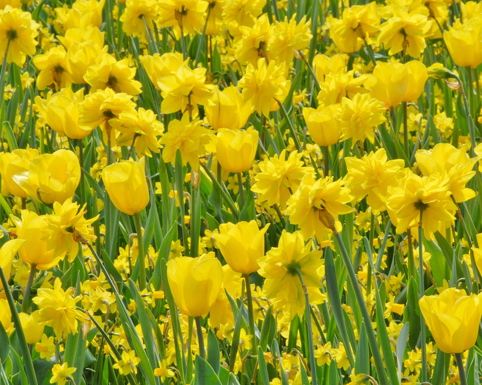 Flower BulbsStrong Gold Bulbs UK - 3