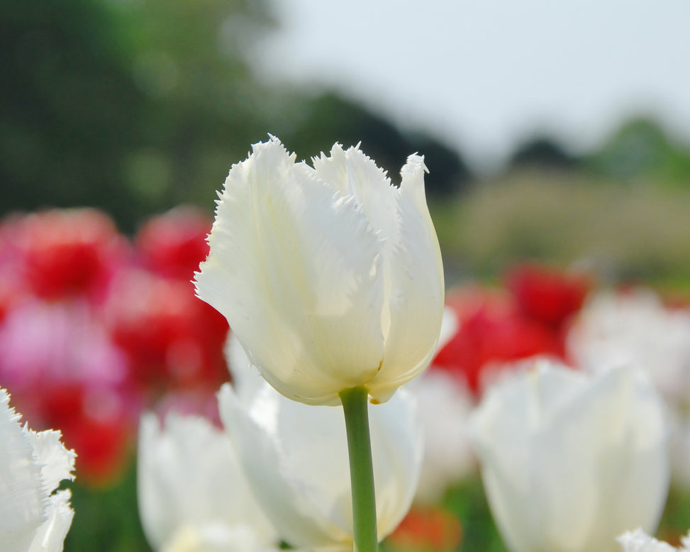 Flower BulbsSwan Wings Bulbs UK - 3