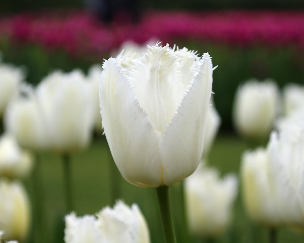 Tulip 'Swan Wings'