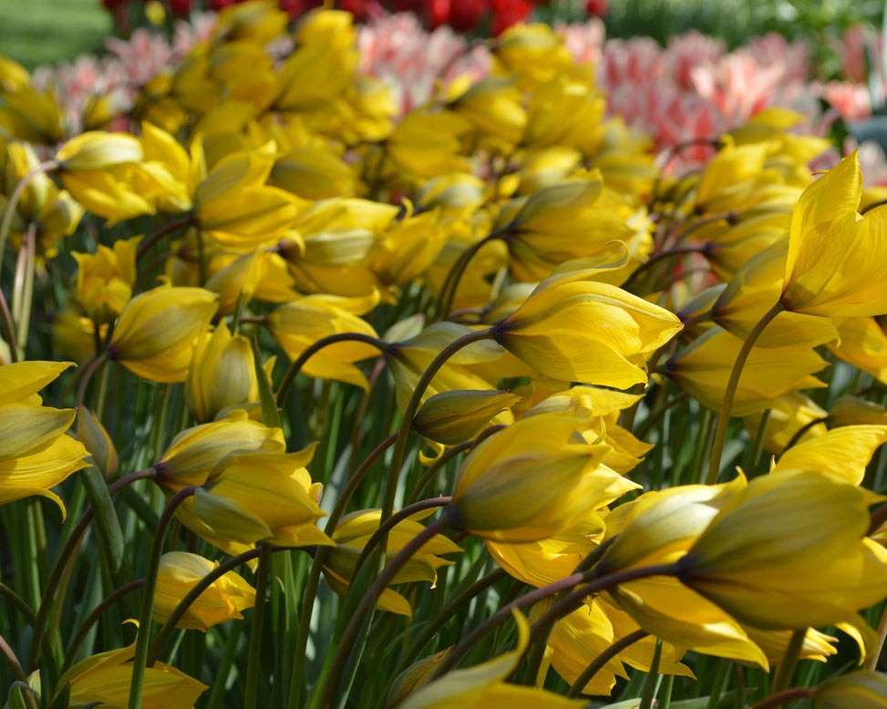 Tulip sylvestris