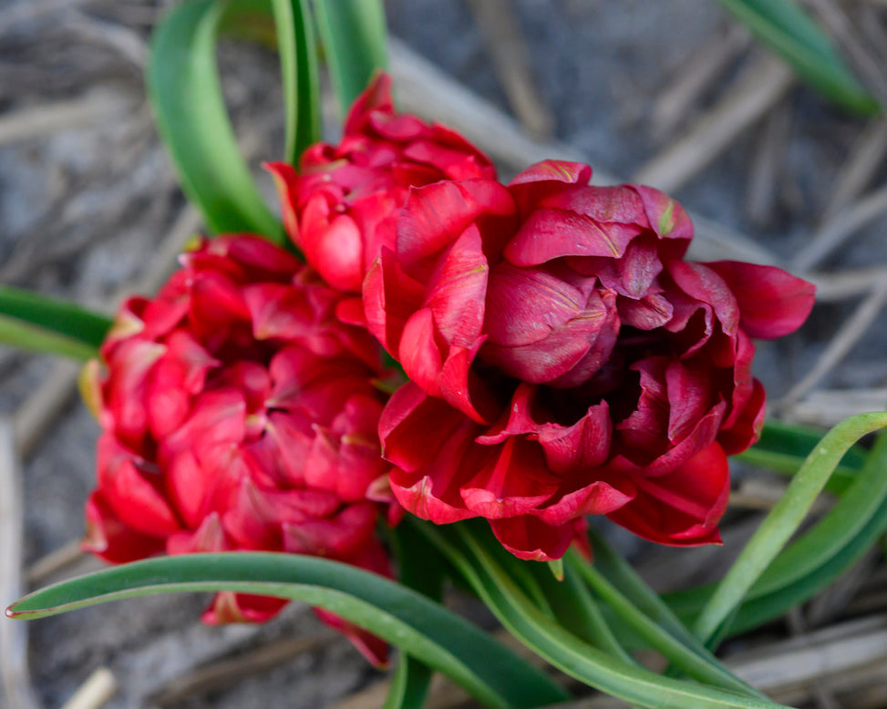 Tulip 'Tête-a-Tête'