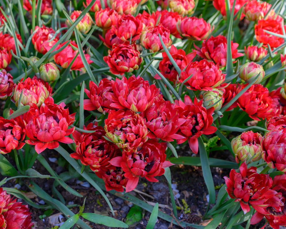 Tulip 'Tête-a-Tête'