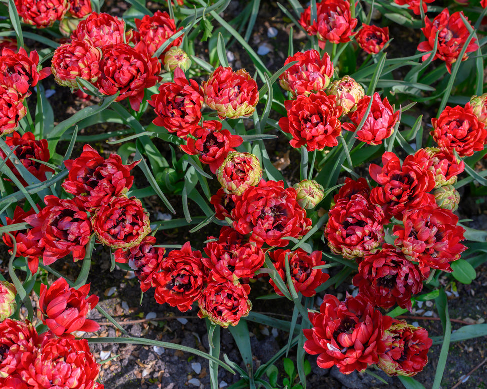 Tulip 'Tête-a-Tête'