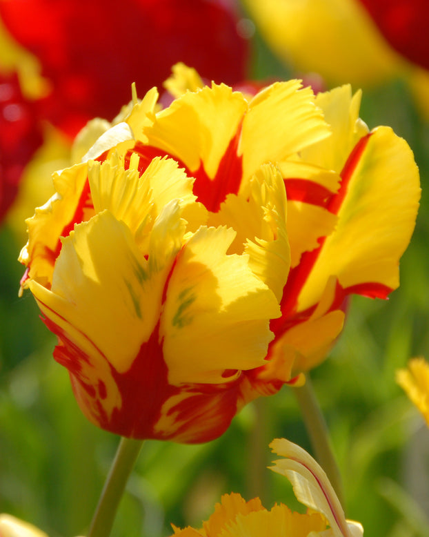 Flower BulbsTexas Flame Bulbs UK - 1