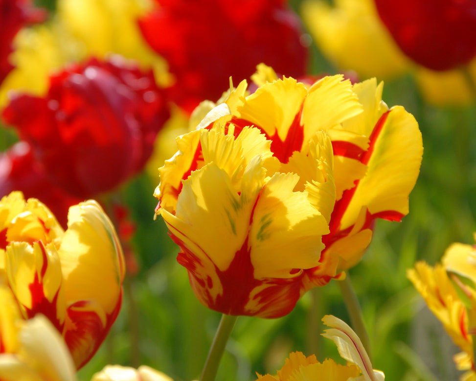 Flower BulbsTexas Flame Bulbs UK - 2