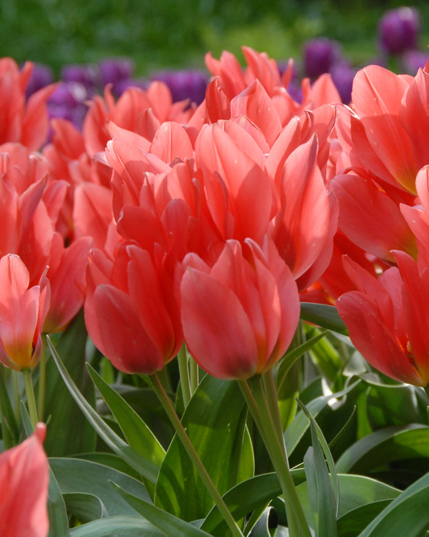 Flower BulbsToronto Bulbs UK - 1