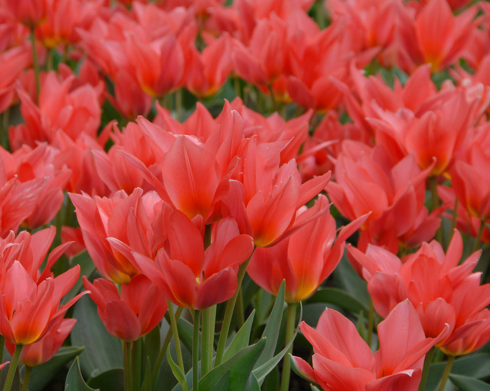 Flower BulbsToronto Bulbs UK - 2