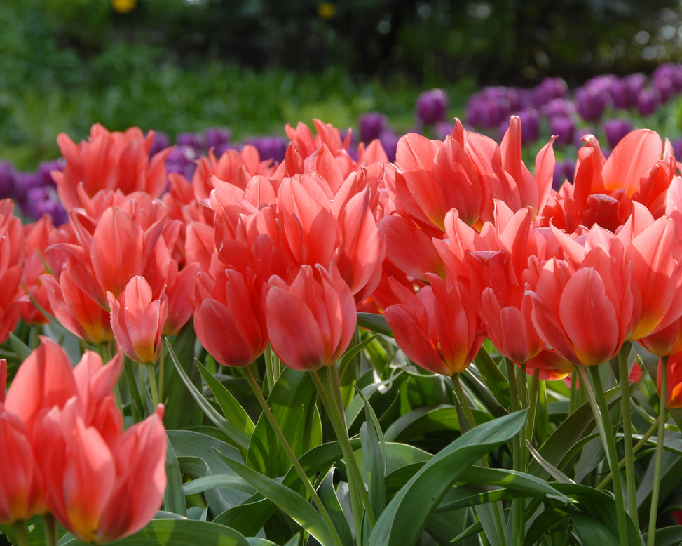 Flower BulbsToronto Bulbs UK - 3