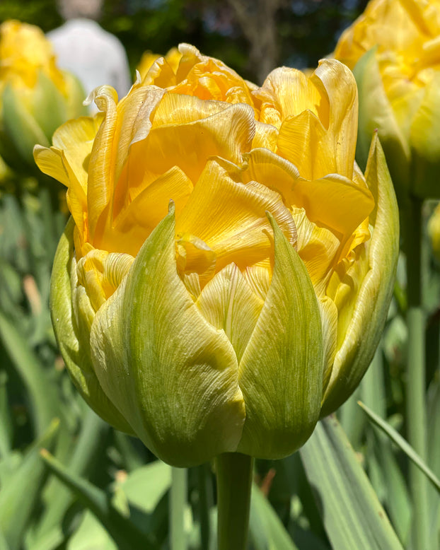 Tulip 'Vanilla Coup'