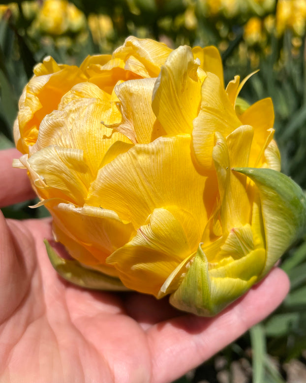 Tulip 'Vanilla Coup'