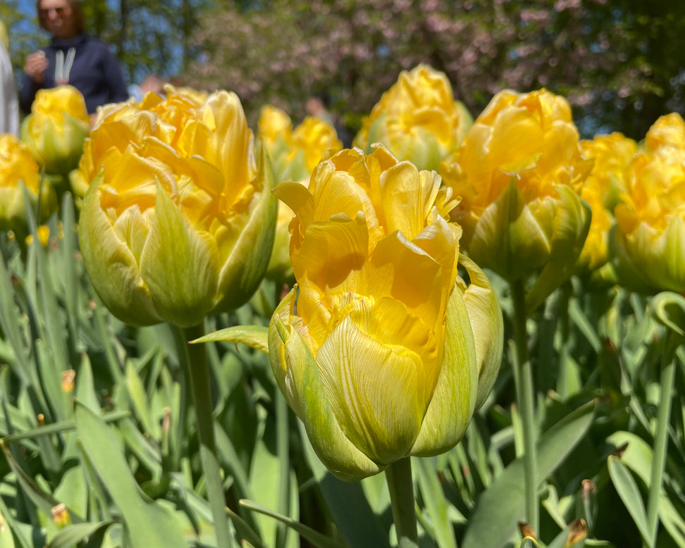 Tulip 'Vanilla Coup'