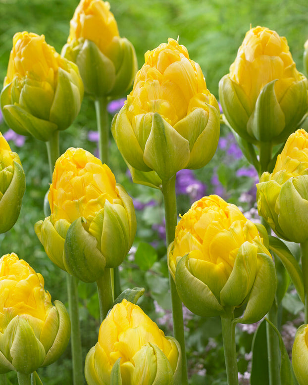 Tulip 'Vanilla Coup'