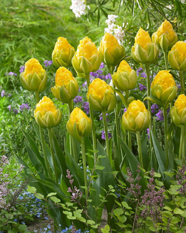 Tulip 'Vanilla Coup'