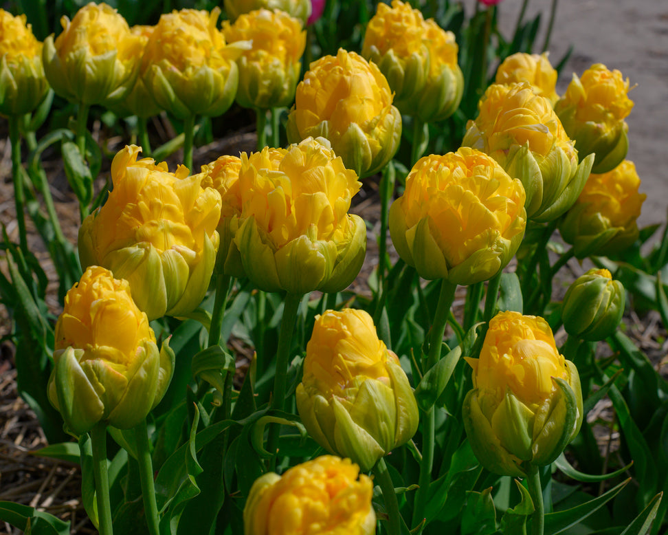 Tulip 'Vanilla Coup'