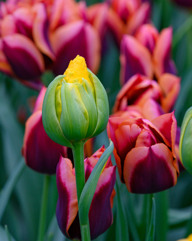 Tulip 'Vanilla Coup'