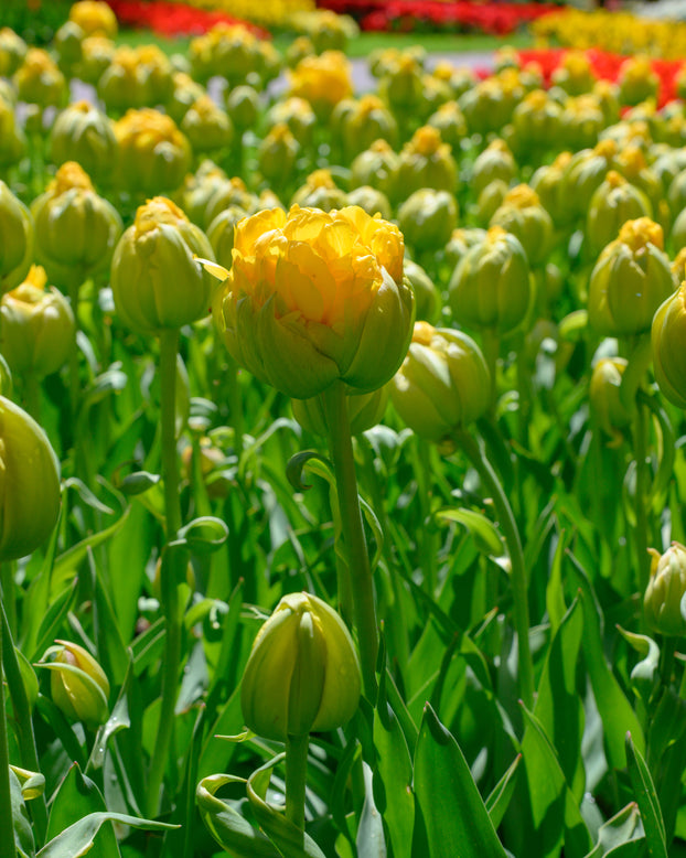Tulip 'Vanilla Coup'