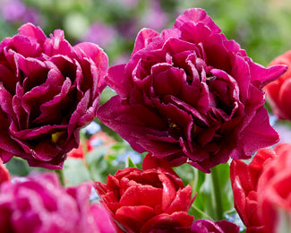 Tulip collection 'Very Velvet' Tulip collection 'Very Velvet'