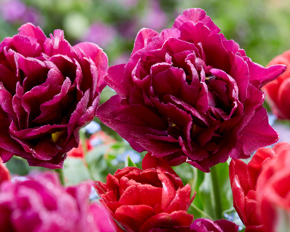 Tulip collection 'Very Velvet'