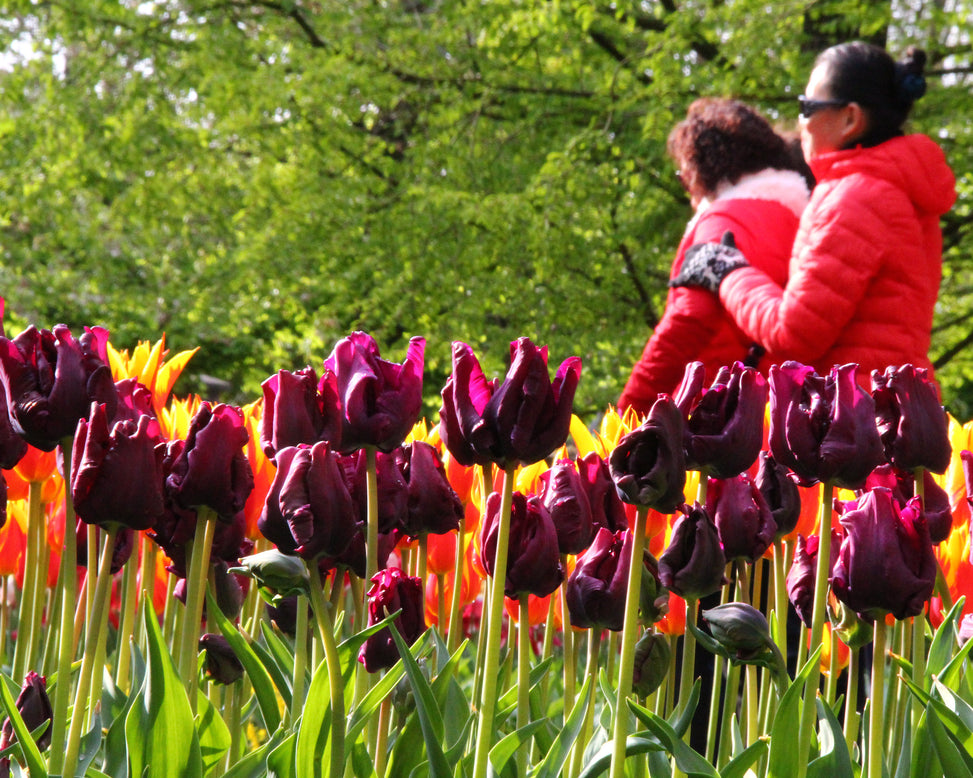Tulip 'Victoria's Secret'