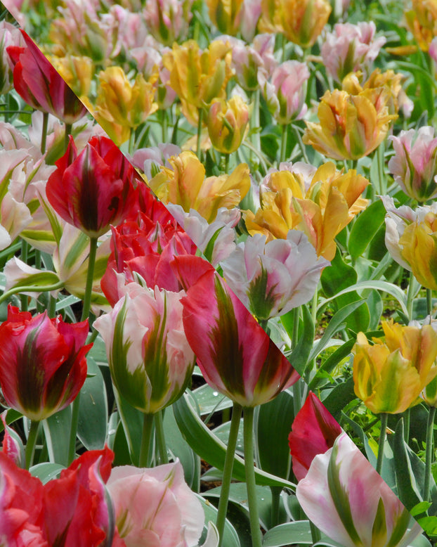 Flower BulbsViridiflora Mixed Colours Bulbs UK - 1