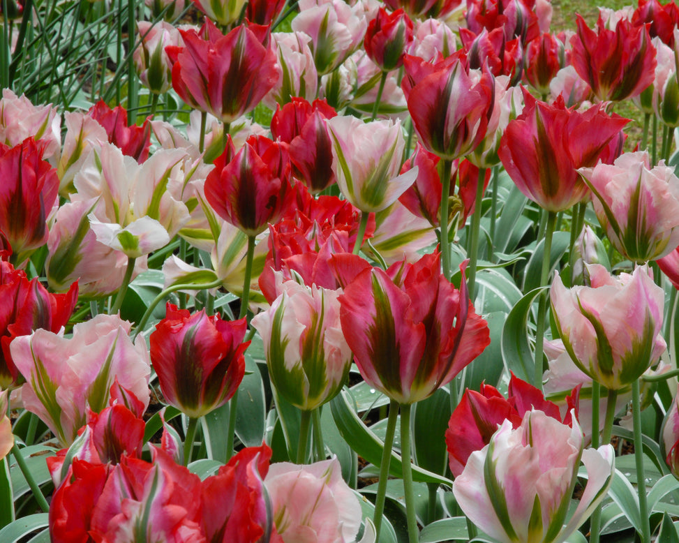 Flower BulbsViridiflora Mixed Colours Bulbs UK - 3