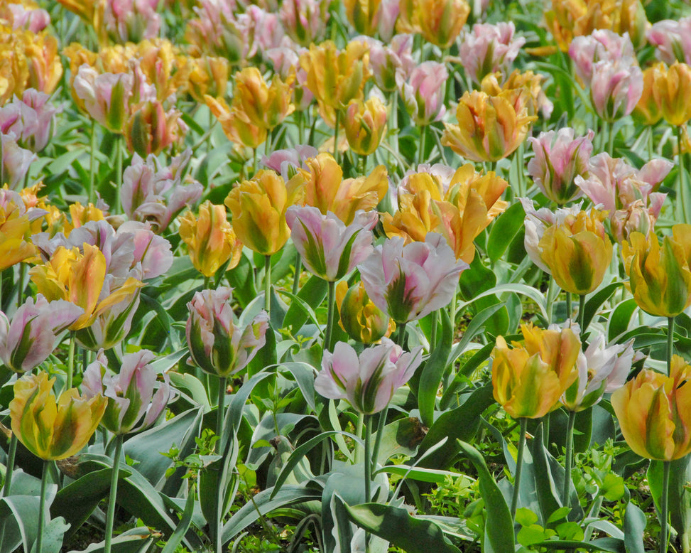 Flower BulbsViridiflora Mixed Colours Bulbs UK - 2