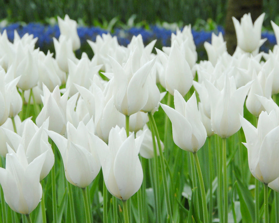 Flower BulbsWhite Elegance Bulbs UK - 3