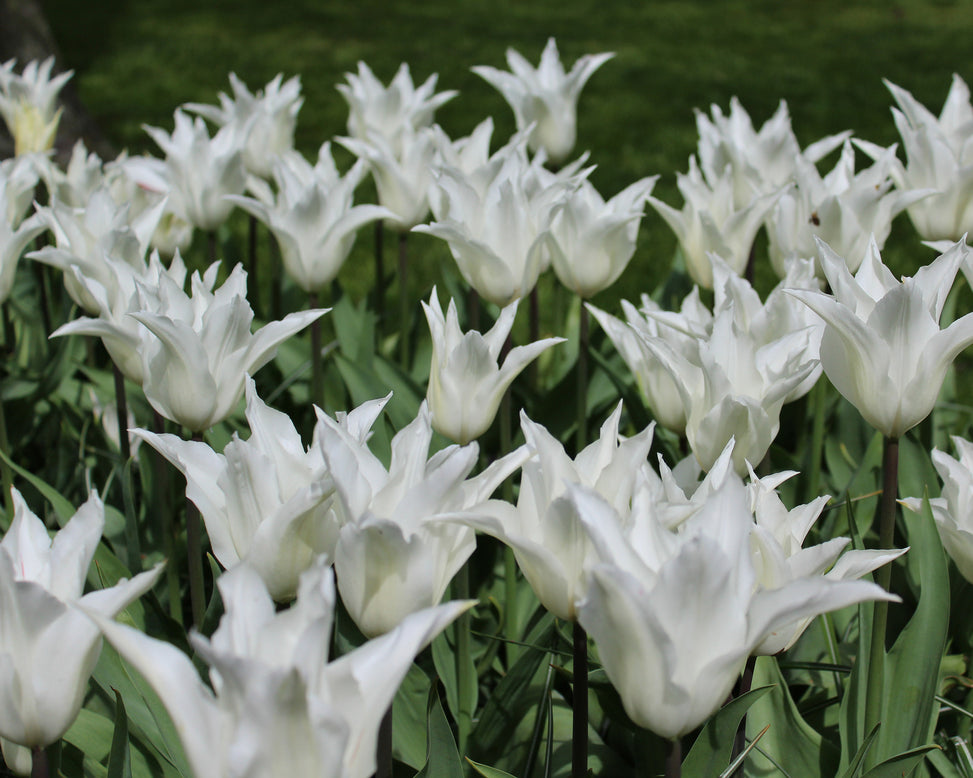 Flower BulbsWhite Elegance Bulbs UK - 4