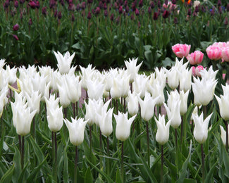 Tulip 'White Elegance' Flower BulbsWhite Elegance Bulbs UK - 1