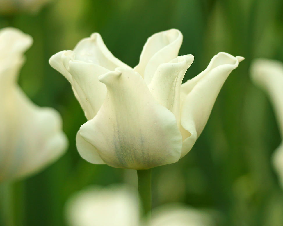 Tulip 'White Liberstar'