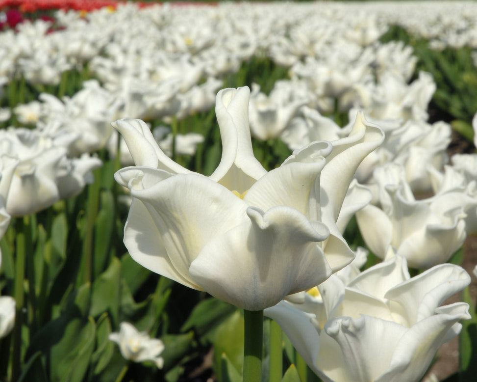 Tulip 'White Liberstar'