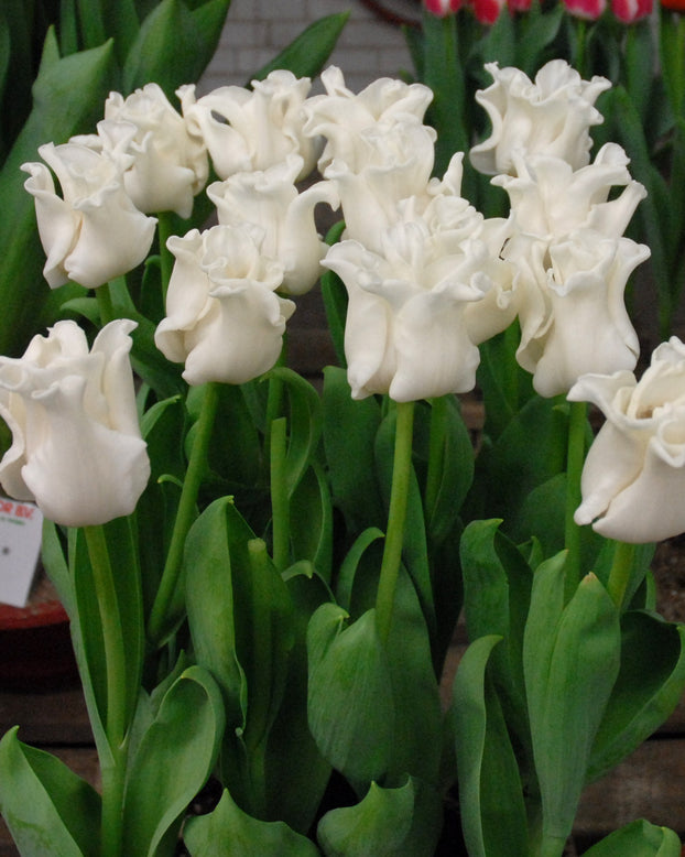 Tulip 'White Liberstar'