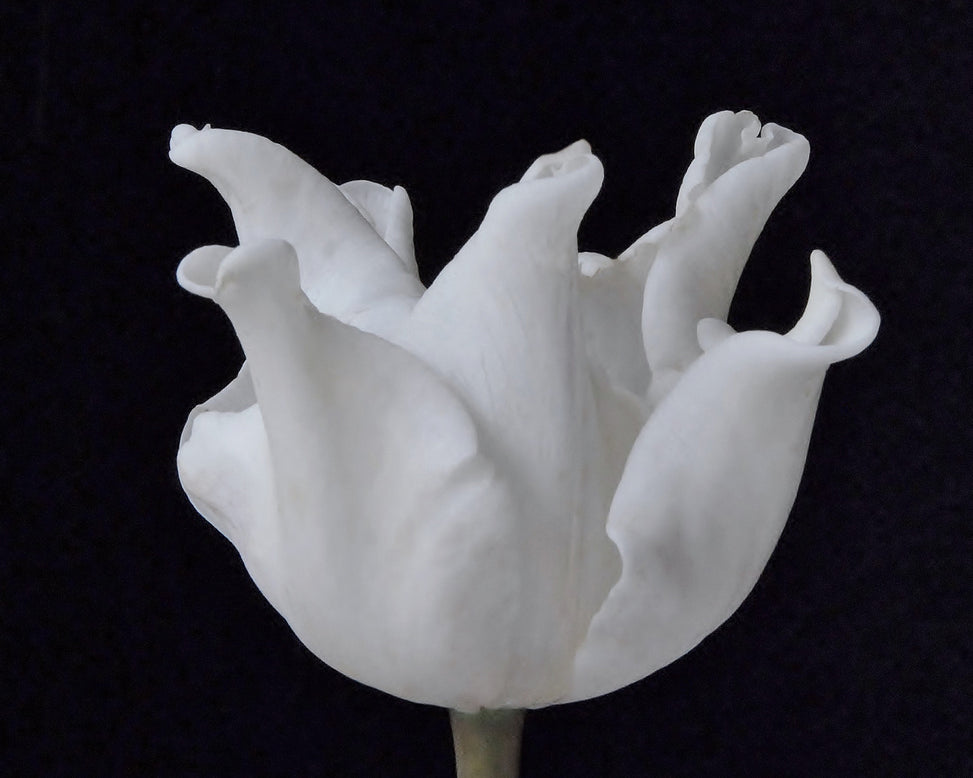 Tulip 'White Liberstar'