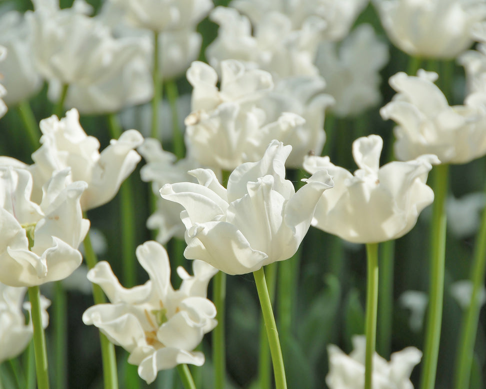 Tulip 'White Liberstar'