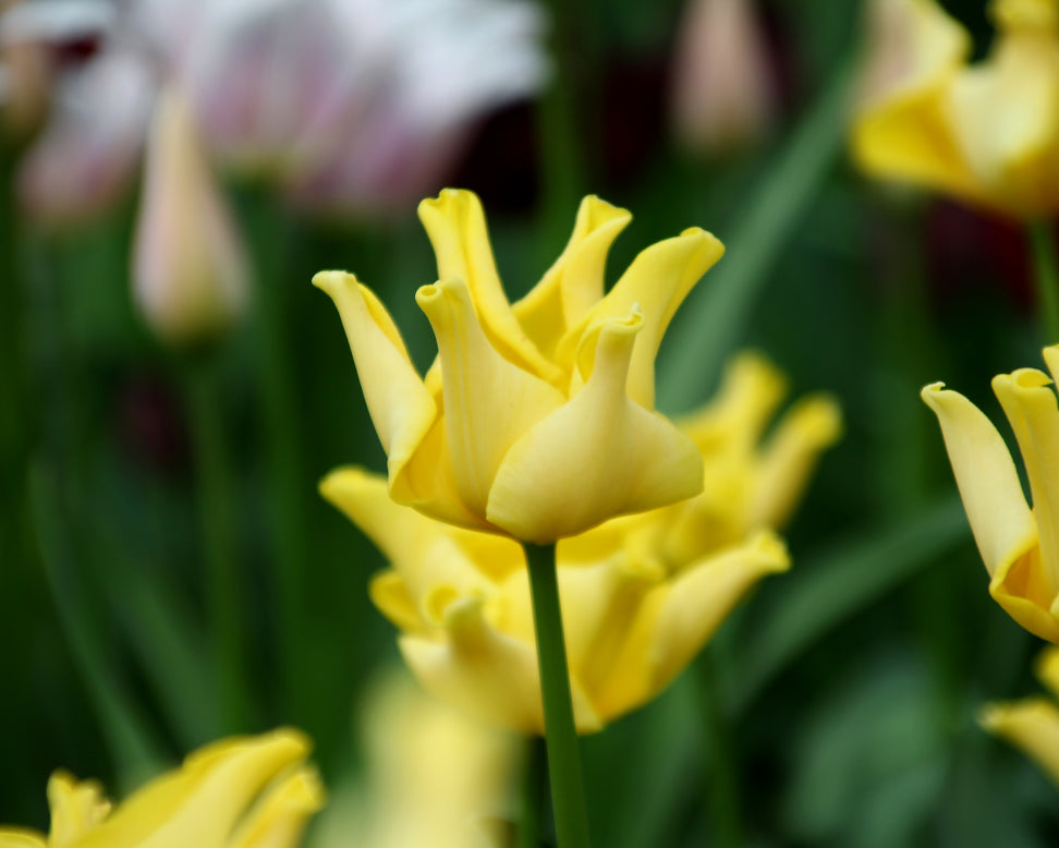Tulip 'Yellow Crown'