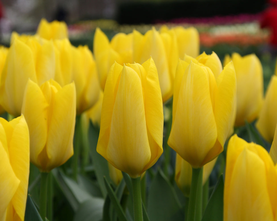 Tulip 'Yellow Emperor'