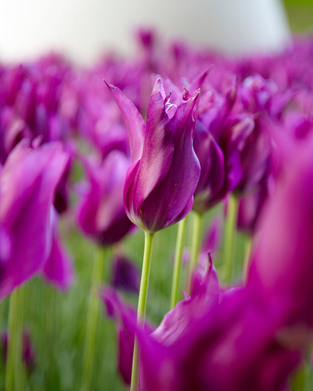 Tulip 'Yume no Murasaki'