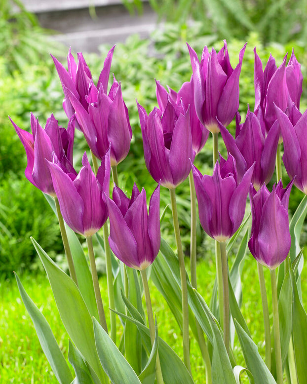 Tulip 'Yume no Murasaki'