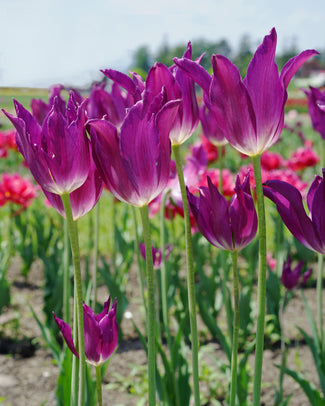 Tulip 'Yume no Murasaki' Tulip 'Yume no Murasaki'